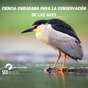 ciencia-conservacion-aves